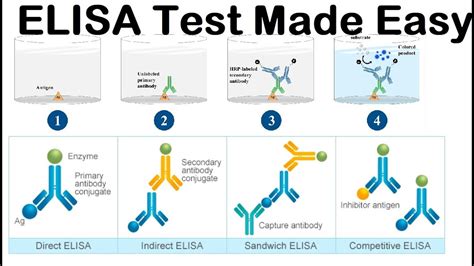 elisa test australia|elisa testing procedure.